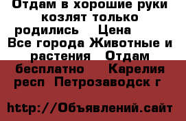 Отдам в хорошие руки козлят.только родились. › Цена ­ 20 - Все города Животные и растения » Отдам бесплатно   . Карелия респ.,Петрозаводск г.